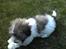 Coton de tulear Uniq Coton Sergent Pepper