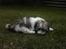 Coton de tulear Uniq Coton Sergent Pepper