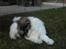 Coton de tulear Uniq Coton Sergent Pepper
