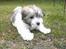 Coton de tulear Uniq Coton Sergent Pepper