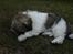 Coton de tulear Uniq Coton Sergent Pepper