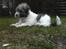 Coton de tulear Uniq Coton Sergent Pepper