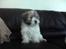 Coton de tulear Uniq Coton Sergent Pepper