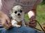 Chihuahua Nala