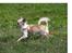 Chihuahua Nala