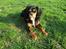Cavalier king charles spaniel Daisy