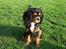 Cavalier king charles spaniel Daisy