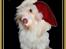 Coton de tulear Frida 