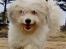 Coton de tulear Rosa