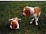 Beagle Max 