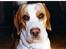 Beagle Max 