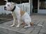 Blanding af racer Bosco R.I.P :(