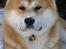 Akita inu Choco - * NYT - 