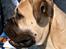 Bullmastiff Somogyvári Vitéz Ginger - På udstillingen i Rostock´05