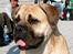 Bullmastiff Somogyvári Vitéz Ginger - På udstillingen i Rostock´05