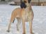 Bullmastiff Somogyvári Vitéz Ginger - 13 mdr.
