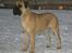 Bullmastiff Somogyvári Vitéz Ginger - 13 mdr.