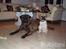 Bullmastiff Somogyvári Vitéz Ginger