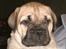 Bullmastiff Somogyvári Vitéz Ginger