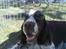 Engelsk springer spaniel kvik