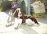 Engelsk springer spaniel kvik