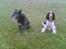 Engelsk springer spaniel kvik