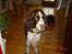 Engelsk springer spaniel kvik