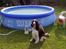 Engelsk springer spaniel kvik
