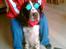 Engelsk springer spaniel kvik