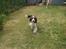 Engelsk springer spaniel kvik