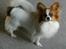 Papillon Gizmo R.I.P. - Gizmo elsker at være fotomodel