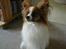 Papillon Gizmo R.I.P.