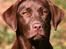 Labrador retriever Brown Hunts Bertha R.I.P. - Tosafoto