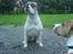 Amerikansk bulldog pablo escobar the bully - giv mig nu bare den godbid :O)