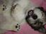 Coton de tulear Noah