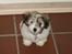 Coton de tulear Noah