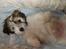 Coton de tulear Noah