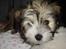 Coton de tulear Noah - 11 1/2 uge gammel.. Han er allerede blevet meget lysere
