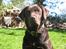 Labrador retriever Gizmo - Hej, det er mig der hedder Gizmo!
