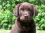 Labrador retriever Gizmo - Det var mig dengang jeg var lille...
