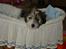 Coton de tulear Noah