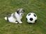 Coton de tulear Noah - STOR BOLD - lille hund
