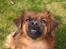Blanding af racer Chios ~ Græsk Gadehund ~ - Check lige mit underbid - Det er da for sejt !