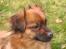 Blanding af racer Chios ~ Græsk Gadehund ~