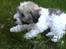 Coton de tulear Uniq Coton Sergent Pepper