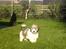 Coton de tulear Uniq Coton Sergent Pepper