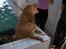 Nova scotia duck tolling retriever Dino