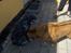 Nova scotia duck tolling retriever Dino