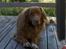 Nova scotia duck tolling retriever Dino