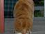 Nova scotia duck tolling retriever Dino